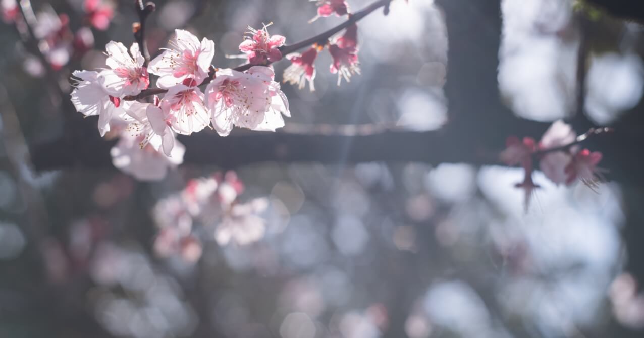 桜の画像