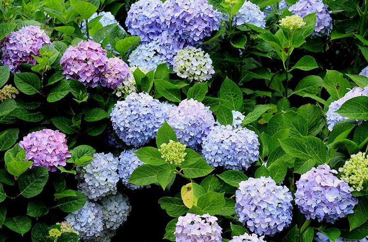 【宝の山 高良山あじさい祭り】青、紫、白など、色とりどりのあじさい約4000株が咲き誇る